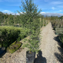 25L Pittosporum tenuifolium 'Wrinkle Blue' (Kōhūhū) April 2025 at Leafland.
