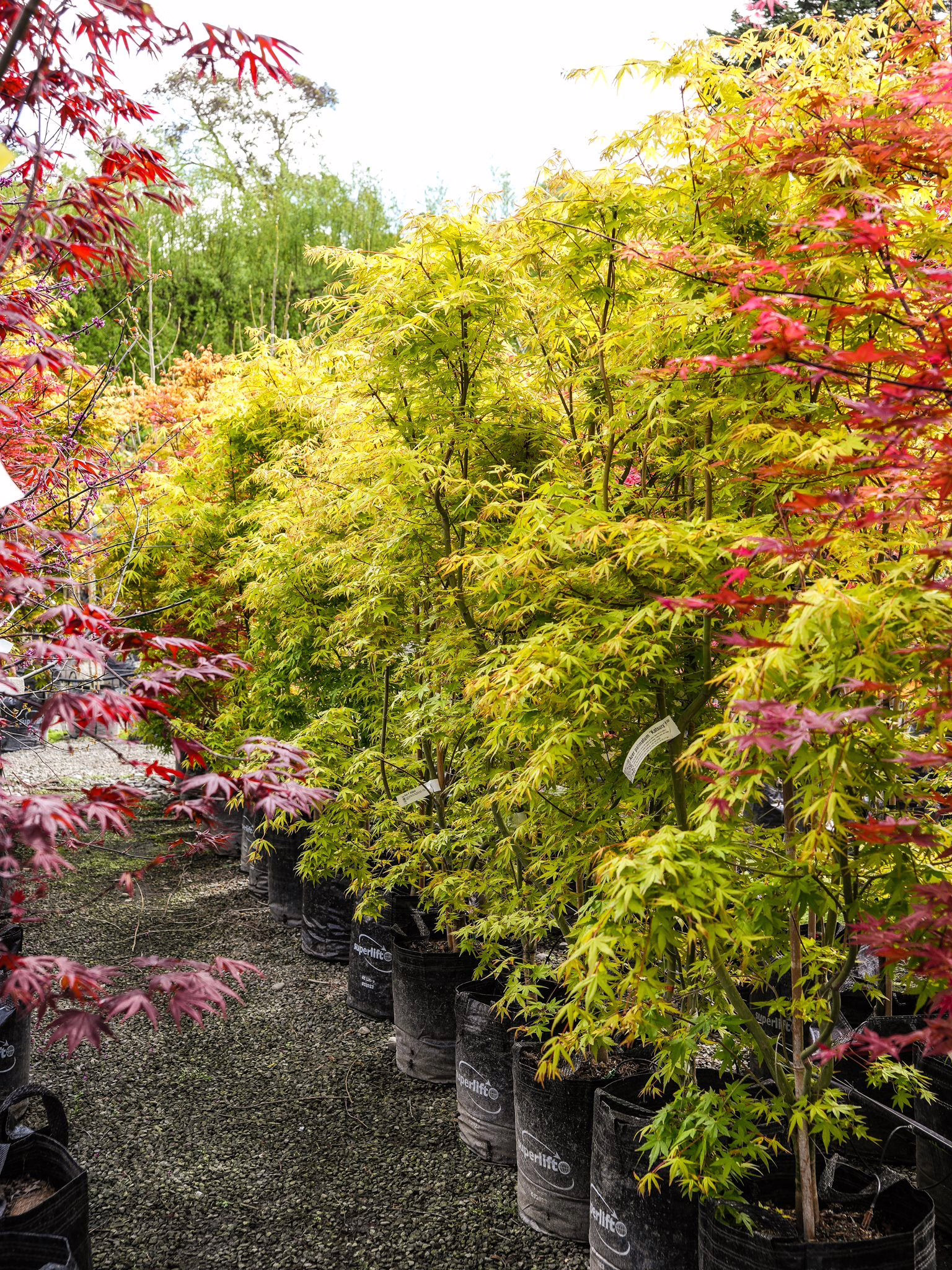 Acer palmatum 'Katsura' 6 35L Acer palmatum 'Katsura' (Japanese Maple) at Leafland in October 2025.