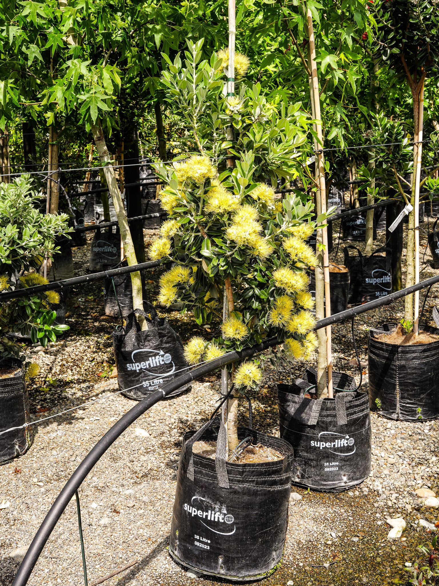 Metrosideros excelsa 'Aurea' 7 35L Metrosideros excelsa 'Aurea' (Pōhutukawa) at Leafland in December 2025