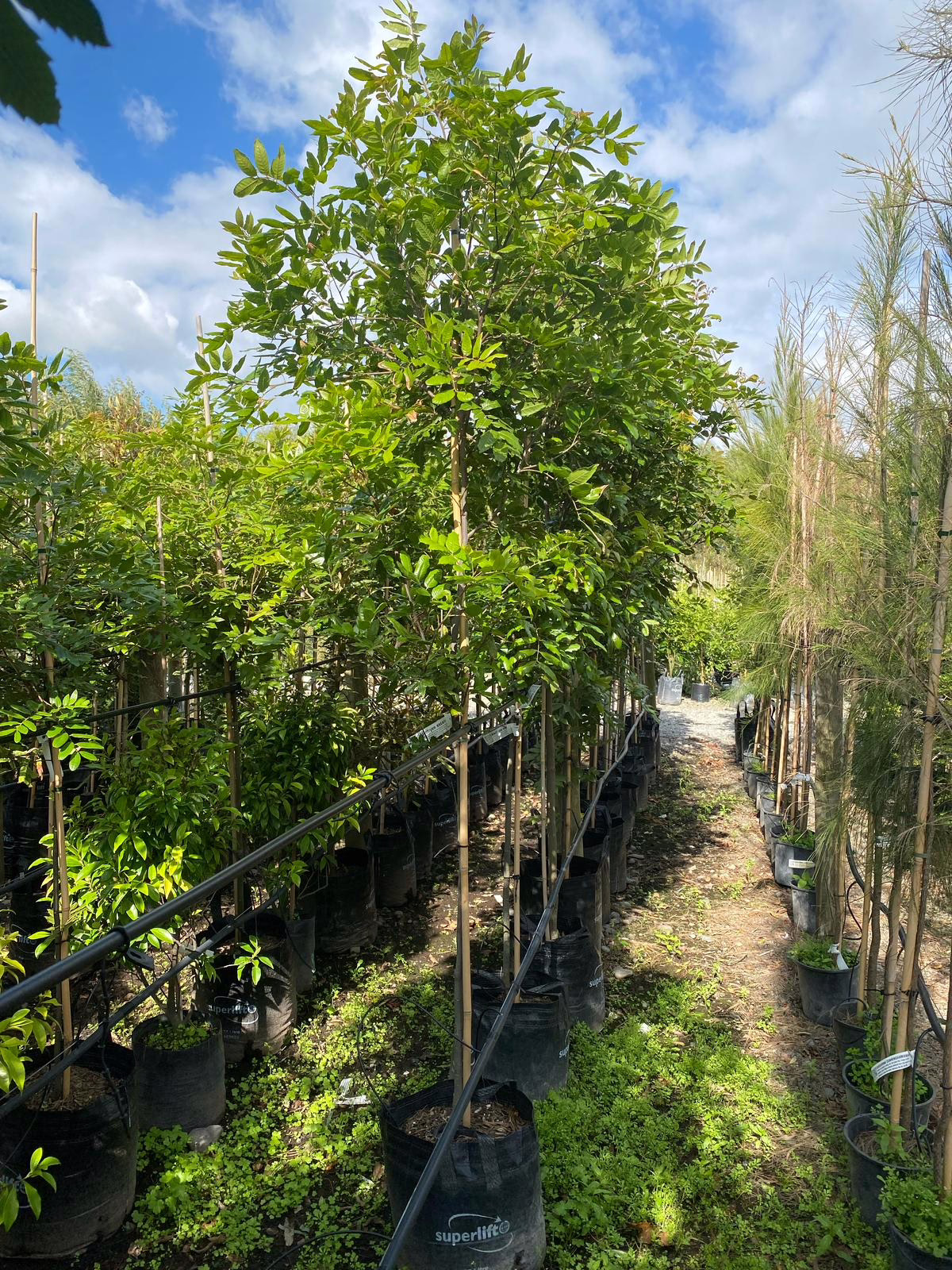Lush Alectryon excelsus, also known as Titoki, in black pot at the nursery—vibrant green foliage, ready for planting.