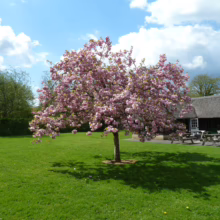 Prunus serrulata 'Pink Perfection' in full bloom, a vibrant pink flowering tree casting shade on a sunny green lawn