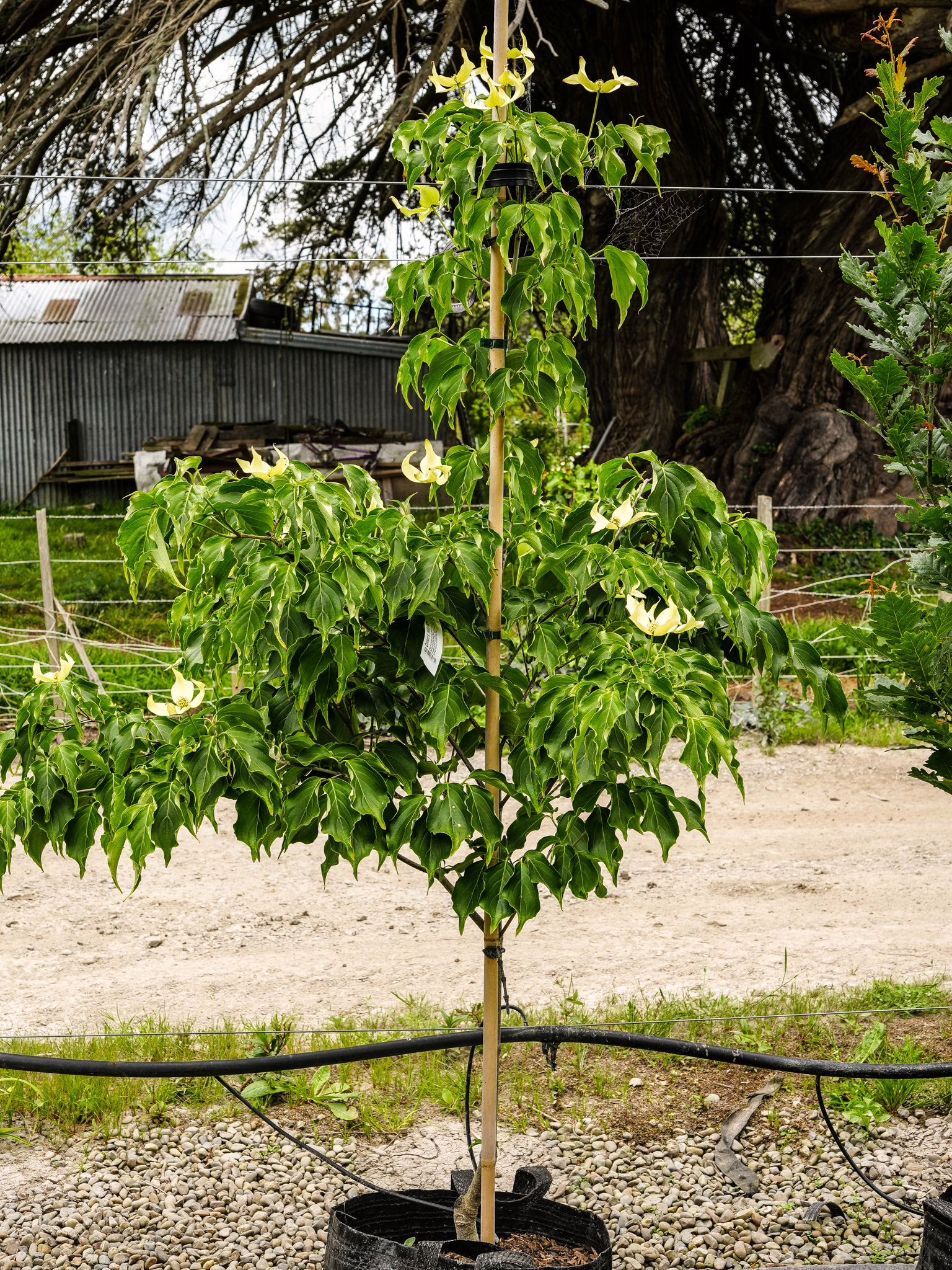 Cornus kousa 'Milky Way' 6 45L Cornus kousa 'Milky Way' (Japanese Dogwood) at Leafland in November 2025.