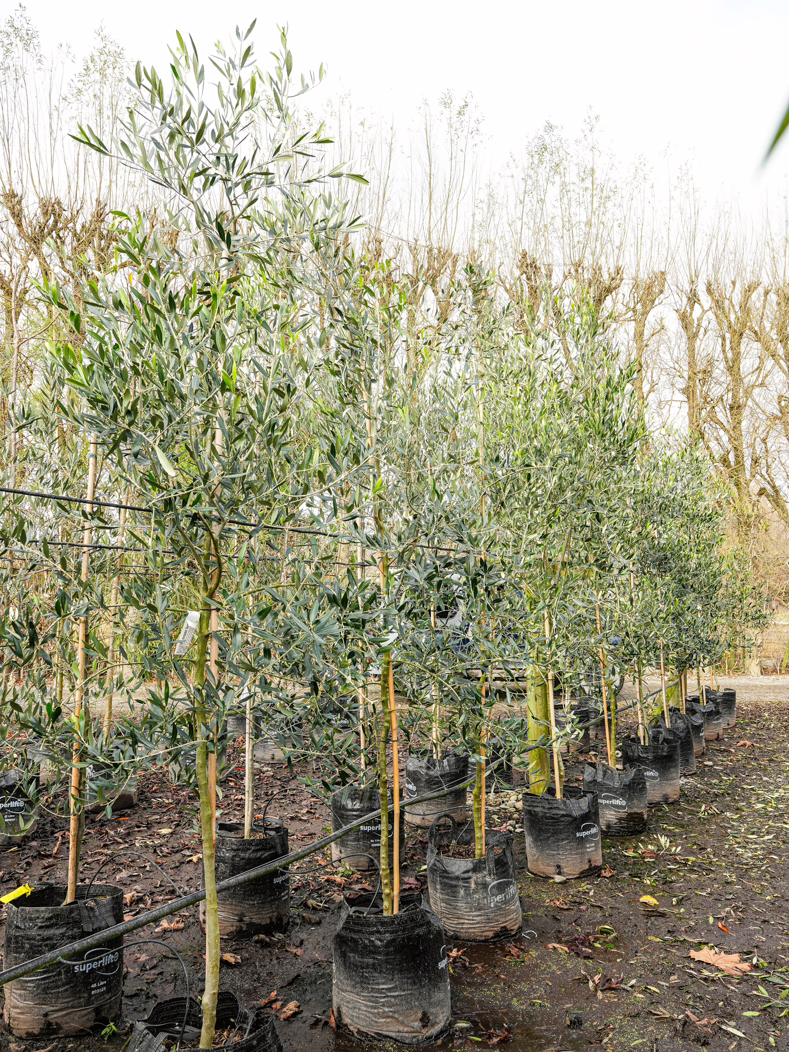 Olive 'Leccino' trees in black grow bags, ready for planting. Young trees with slender trunks and silvery-green leaves.