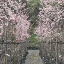 45L Prunus campanulata 'Pink Cloud' (Taiwan Cherry) in August 2025 at Leafland Nursery.