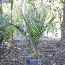 45L Rhopalostylis sapida (Nīkau) April 2025