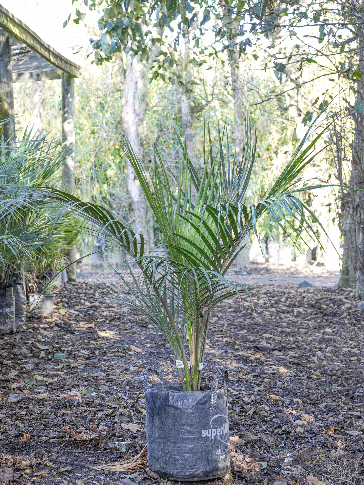 Rhopalostylis sapida palm in a black 45-liter container. Young palm with vibrant green fronds, ready for planting.