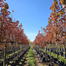 45L Acer rubrum 'Brandywine' (Red Maple) April 24