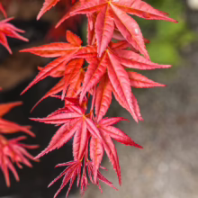 Acer palmatum 'Shin-deshojo' (Japanese Maple) foliage at Leafland in October 2025.