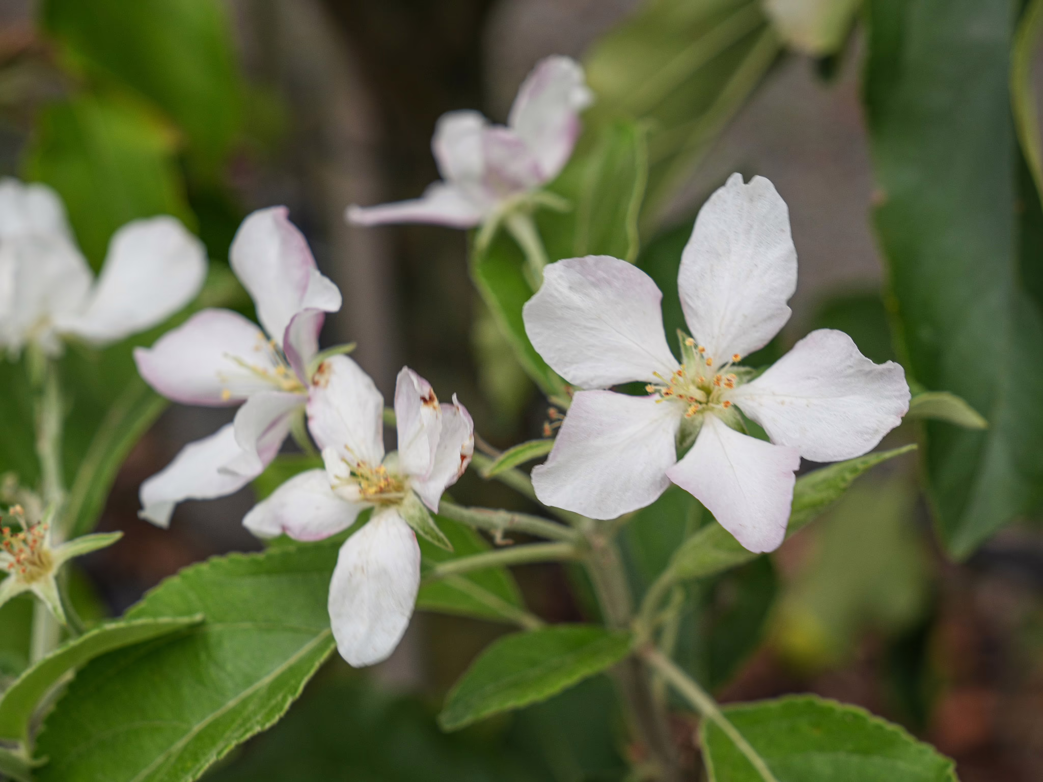 Delicate white and pale pink Apple ‘Granny Smith’ blossoms with bright yellow centers and fresh green leaves