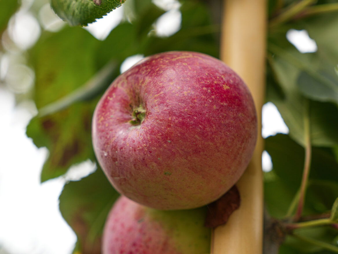 Apple 'Liberty' 2 Apple 'Liberty' - Image 2