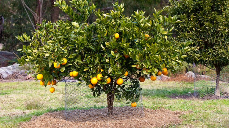 Citrus orange 'Valencia' 5 Citrus orange ‘Valencia’ (Orange) tree.