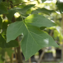 Liriodendron tulipifera (Tulip Tree) leaf at Leafland.