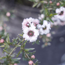 Leptospermum scoparium 'Princess Anne' (Mānuka) flower and foliage.