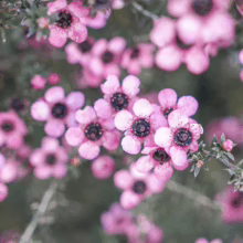 Leptospermum scoparium 'Wiri Shelley' (Mānuka) flowers.