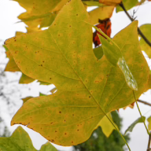 Liriodendron tulipifera (Tulip Tree) autumn leaf.