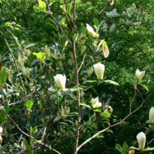 Magnolia 'Yellow Fever' (Magnolia) branches