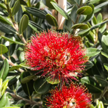 Metrosideros excelsa 'Lighthouse' (Pōhutukawa) flower at Leafland in December 25.