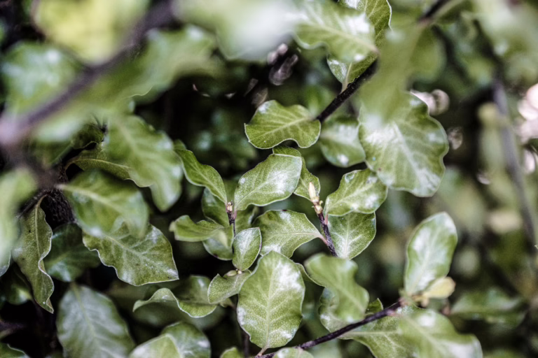 Pittosporum tenuifolium 'Screen Master' (Kōhūhū) foliage.