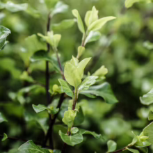Pittosporum tenuifolium 'Screen Master' (Kōhūhū) leaves.