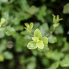 Pittosporum tenuifolium 'Screen Master' (Kōhūhū) new leaf.