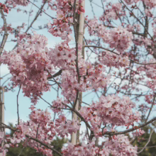 Prunus campanulata ‘Pink Cloud’ (Taiwan Cherry) flowers at Leafland Nursery.
