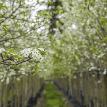 Pyrus calleryana 'Kea' (Callery Pear) flowers at Leafland in September 2025.