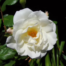 Lush white rose blossom, fully open with a bright yellow center, surrounded by green foliage.