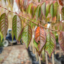 Prunus serrulata 'Shimidsu-sakura' (Japanese Cherry) autumn leaves at Leafland Nursery.