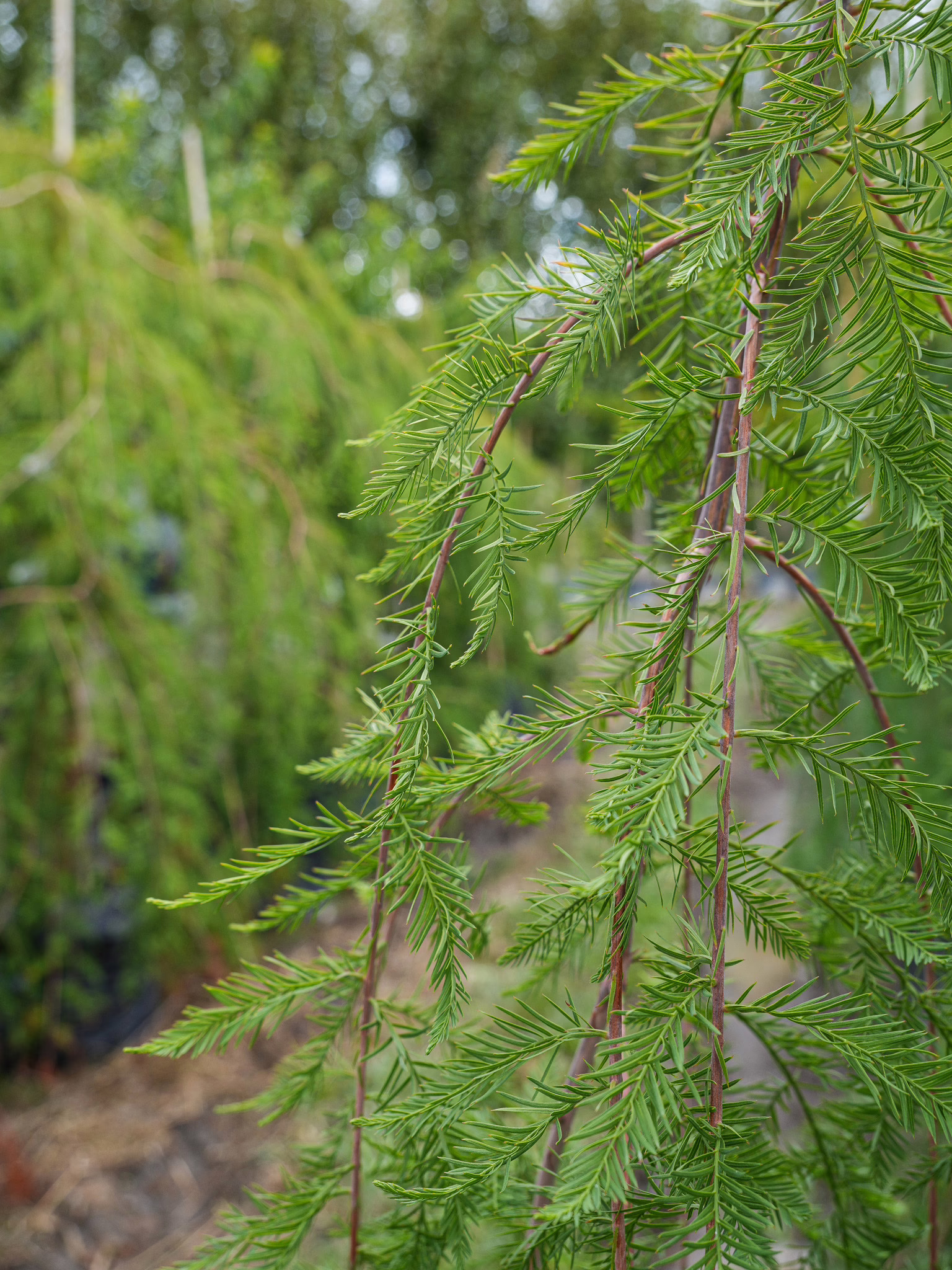 Taxodium distichum ‘Cascade Falls’ close-up; weeping branches with soft, needle-like green foliage cascade down.