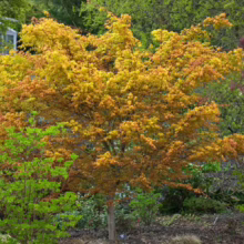 Acer palmatum 'Katsura' (Japanese Maple) in garden.