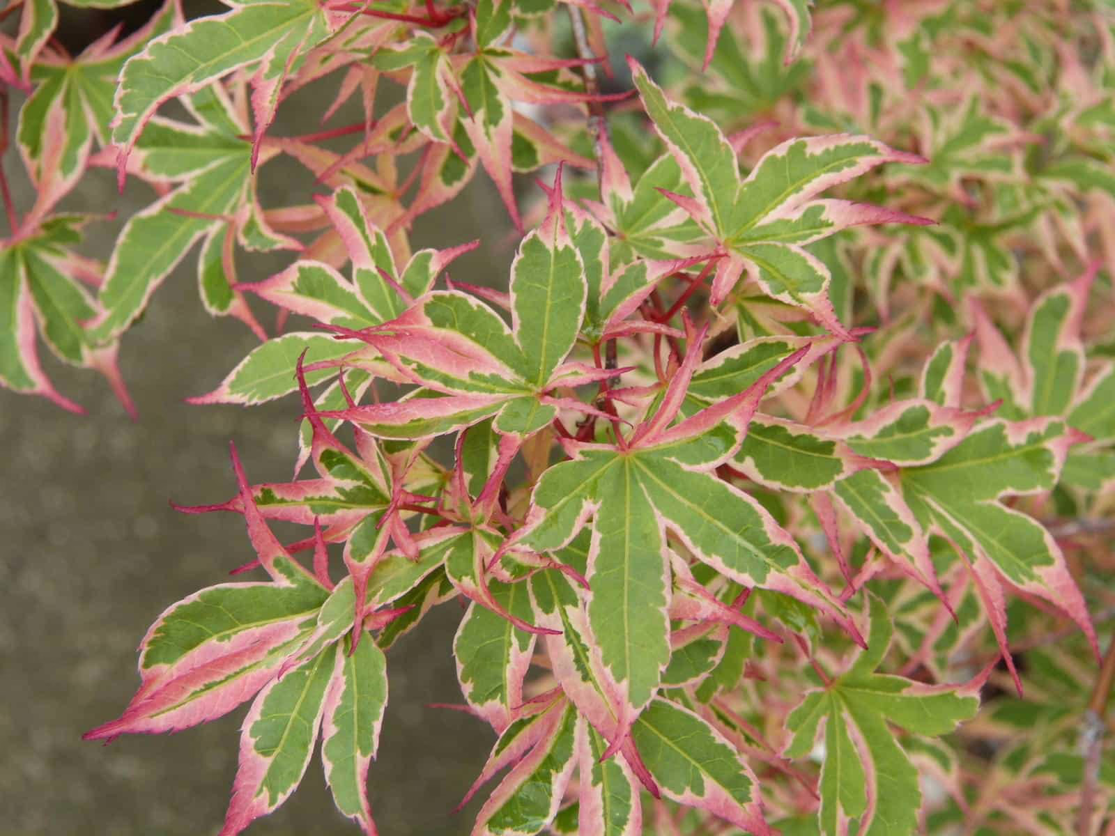 Acer palmatum 'Roseo-marginatum' 3 Acer palmatum 'Roseo-marginatum' - Image 3