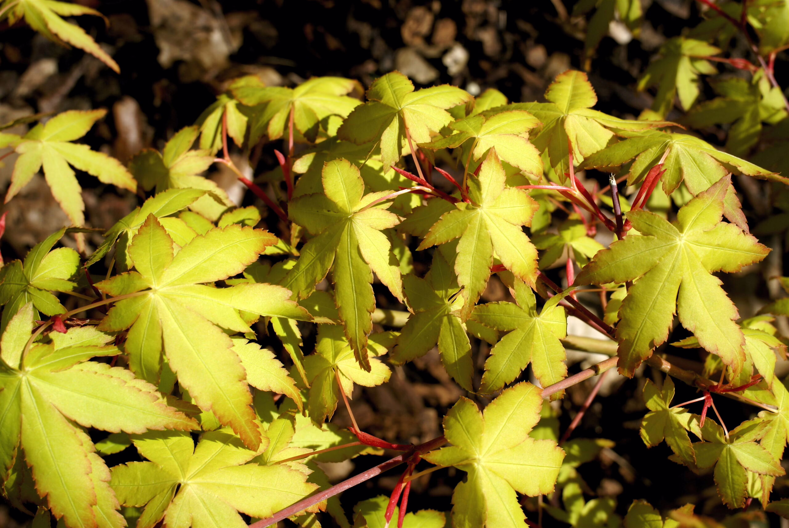 Acer palmatum 'Ueno-yama' foliage: Chartreuse leaves with red stems and edges, creating a vibrant, sunlit display.