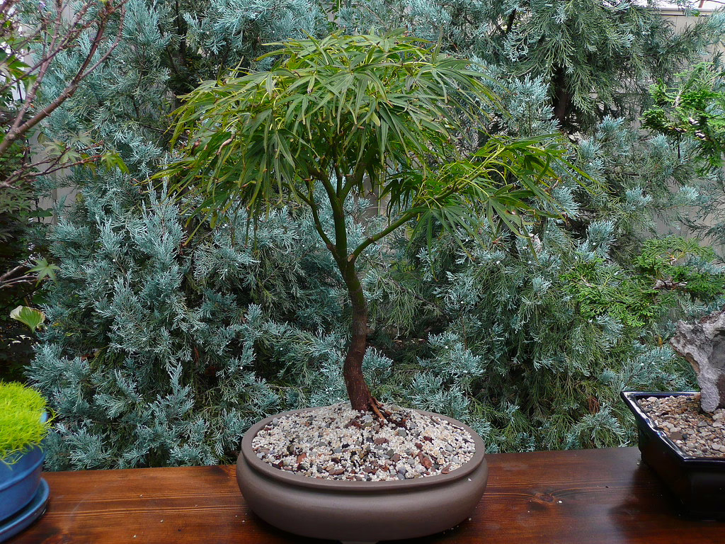 Acer palmatum 'Villa Taranto' 9 Acer palmatum 'Villa Taranto' - Image 9