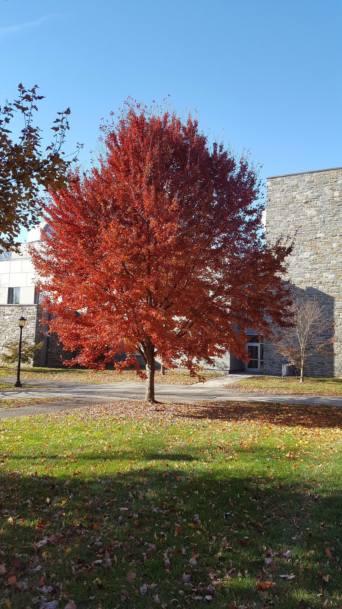 Acer rubrum 'Brandywine' 6 Acer rubrum 'Brandywine' (Red Maple) autumn form.