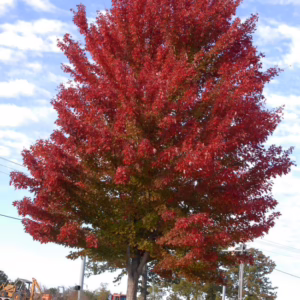 Acer rubrum 'Jeffersred'