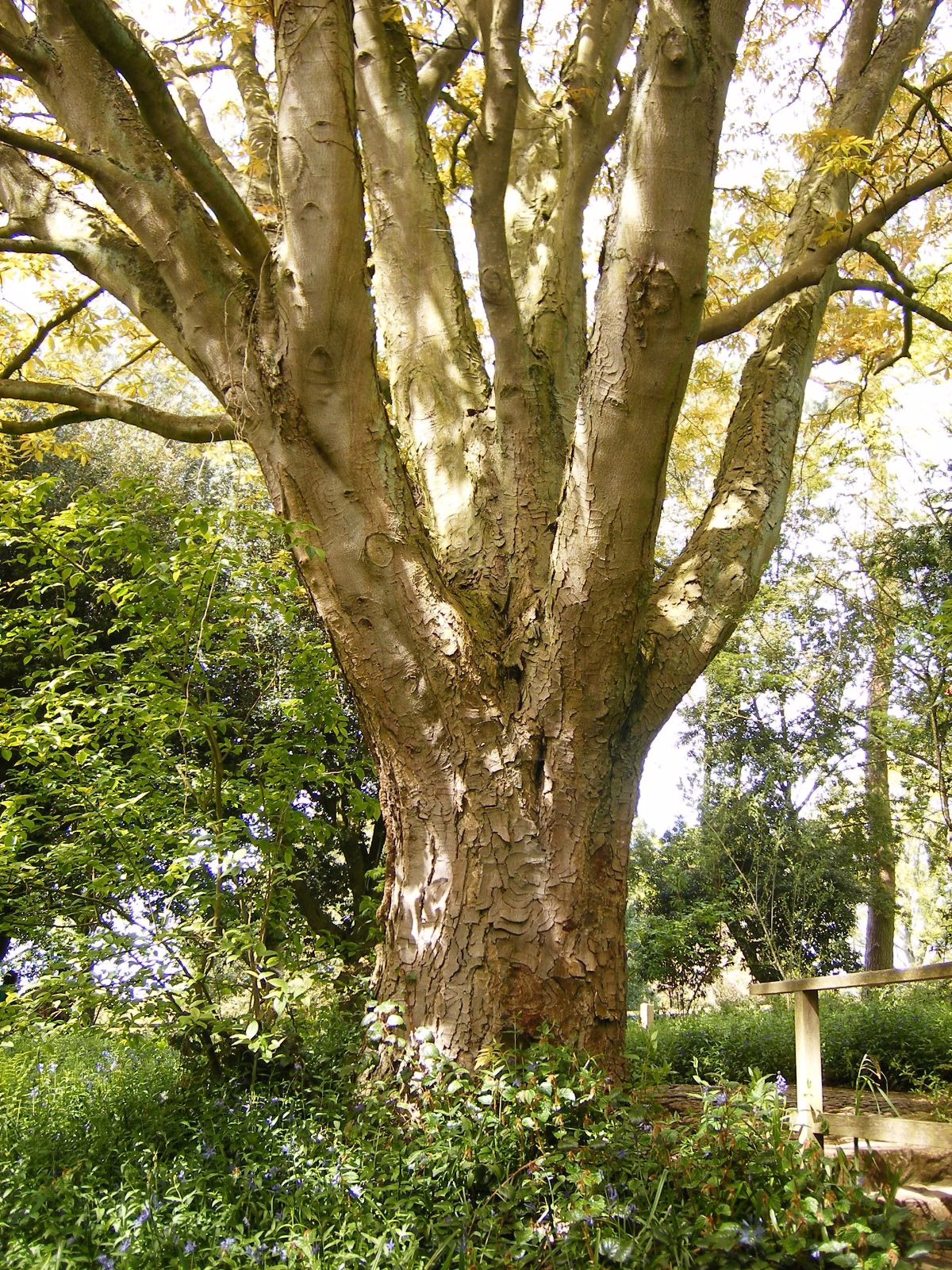 Aesculus indica 5 Aesculus indica tree with a thick, textured trunk that splits into multiple branches, surrounded by green foliage and bluebells