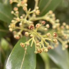 Beilschmiedia tawa buds clustered on green stems, showcasing the plant's potential for lush growth