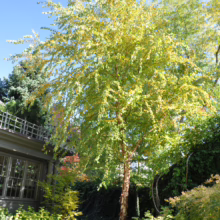 Betula nigra (River Birch) in a garden.
