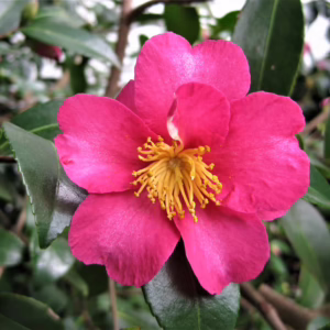 Camellia x vernalis 'Hiryū'