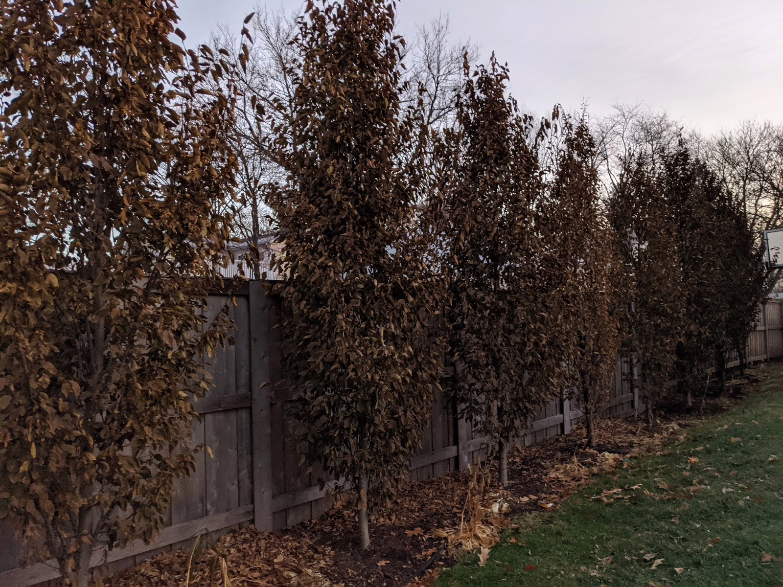 Carpinus betulus ‘Fastigiata’ trees line a fence, displaying their characteristic upright, columnar form and bronze-colored foliage in autumn.