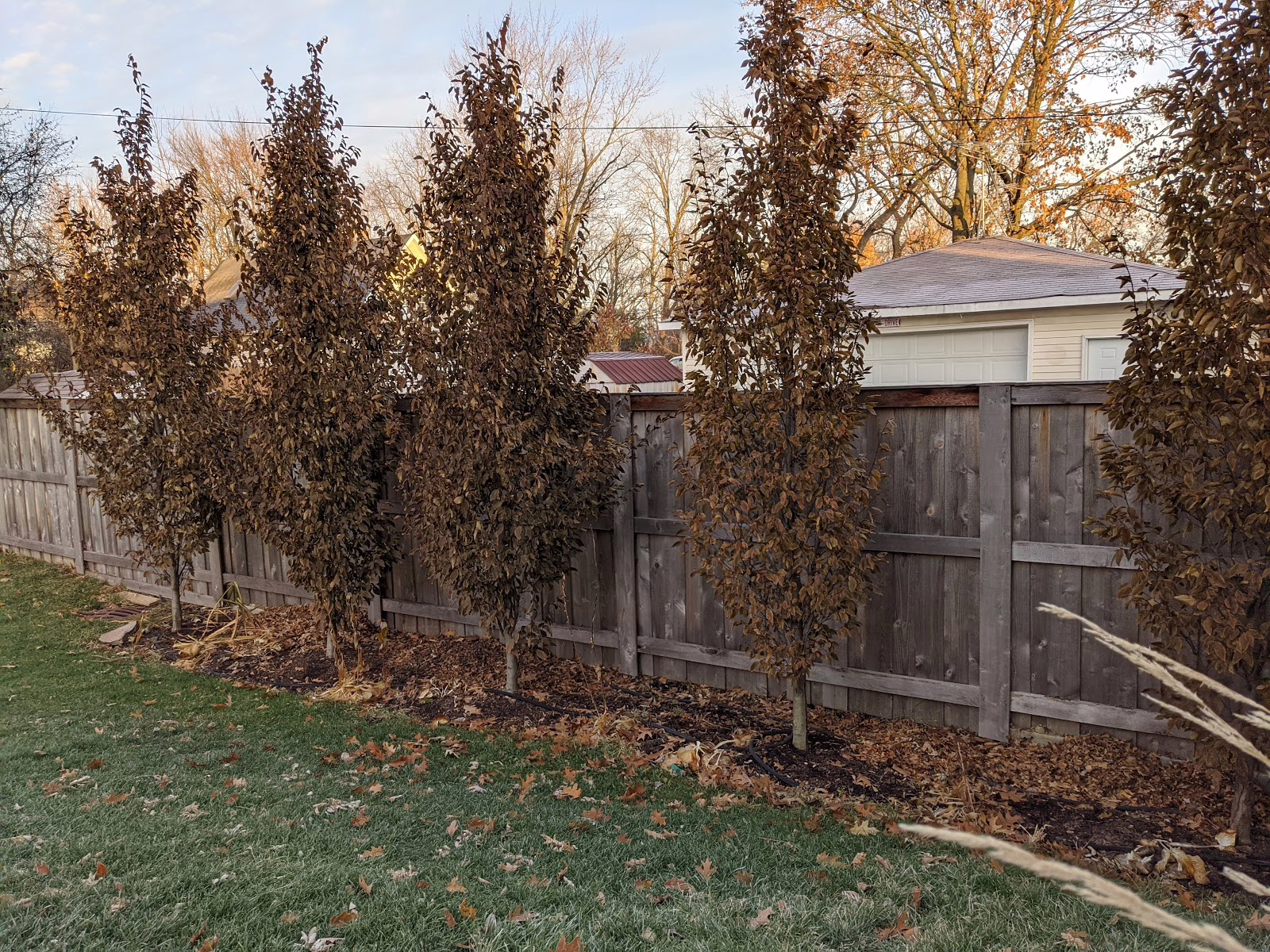 Carpinus betulus ‘Fastigiata’ trees line a wooden fence, their brown autumn leaves creating a natural privacy screen.