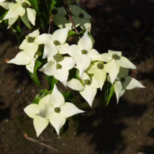 Cornus kousa 'Milky Way' (Japanese Dogwood) flowers.