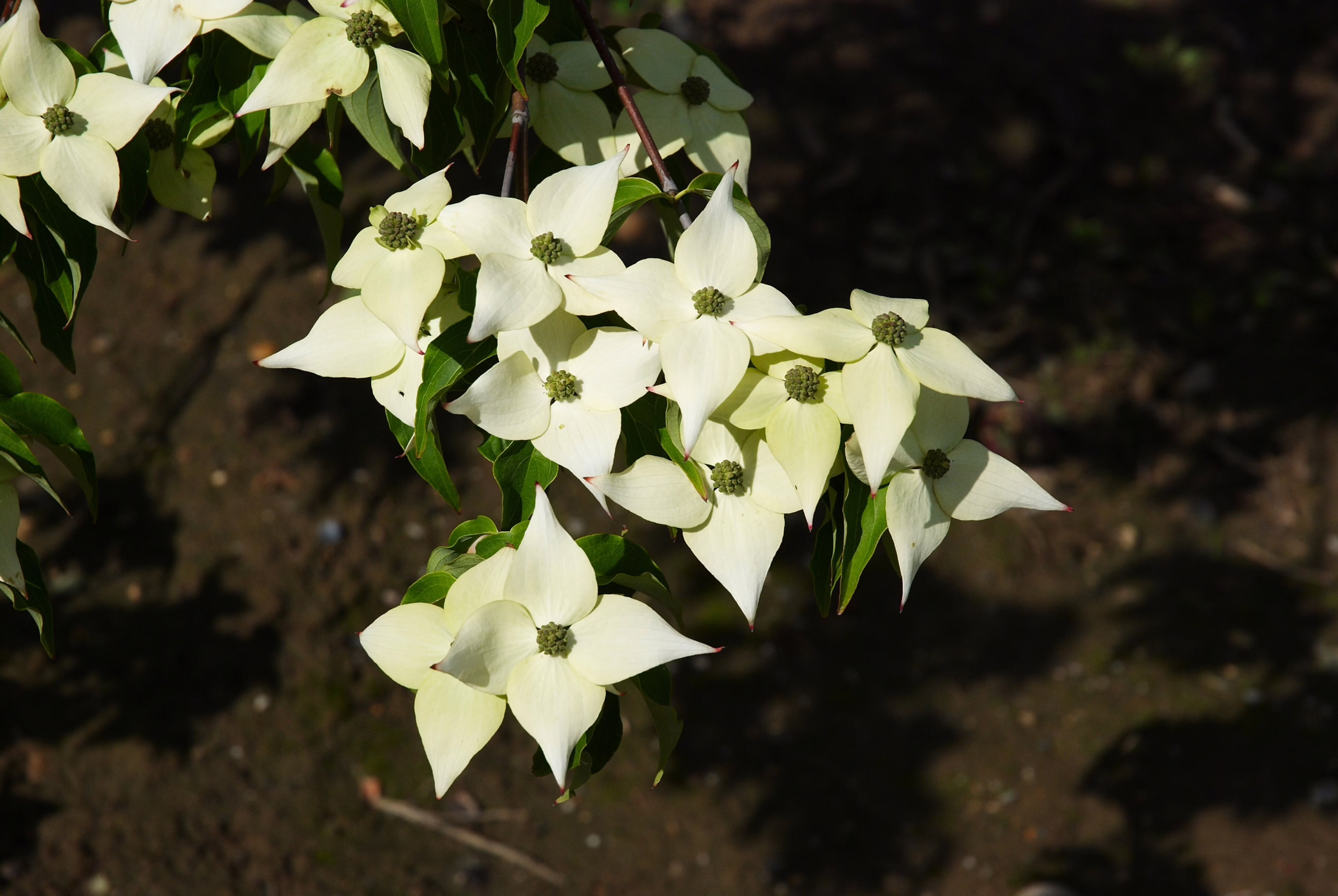 Cornus kousa 'Milky Way' 3 Cornus kousa 'Milky Way' (Japanese Dogwood) flowers.