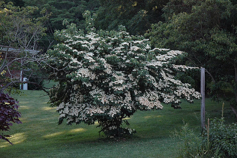 Cornus kousa 'Milky Way' 4 Cornus kousa 'Milky Way' (Japanese Dogwood) in full bloom.