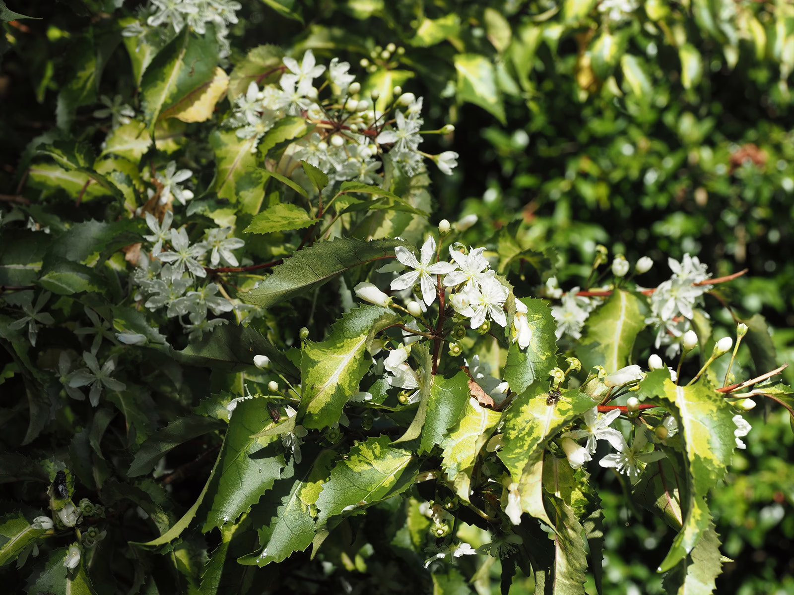 Hoheria populnea ‘Variegata’ with serrated green leaves edged in gold, showcasing delicate white star-shaped flowers and buds.