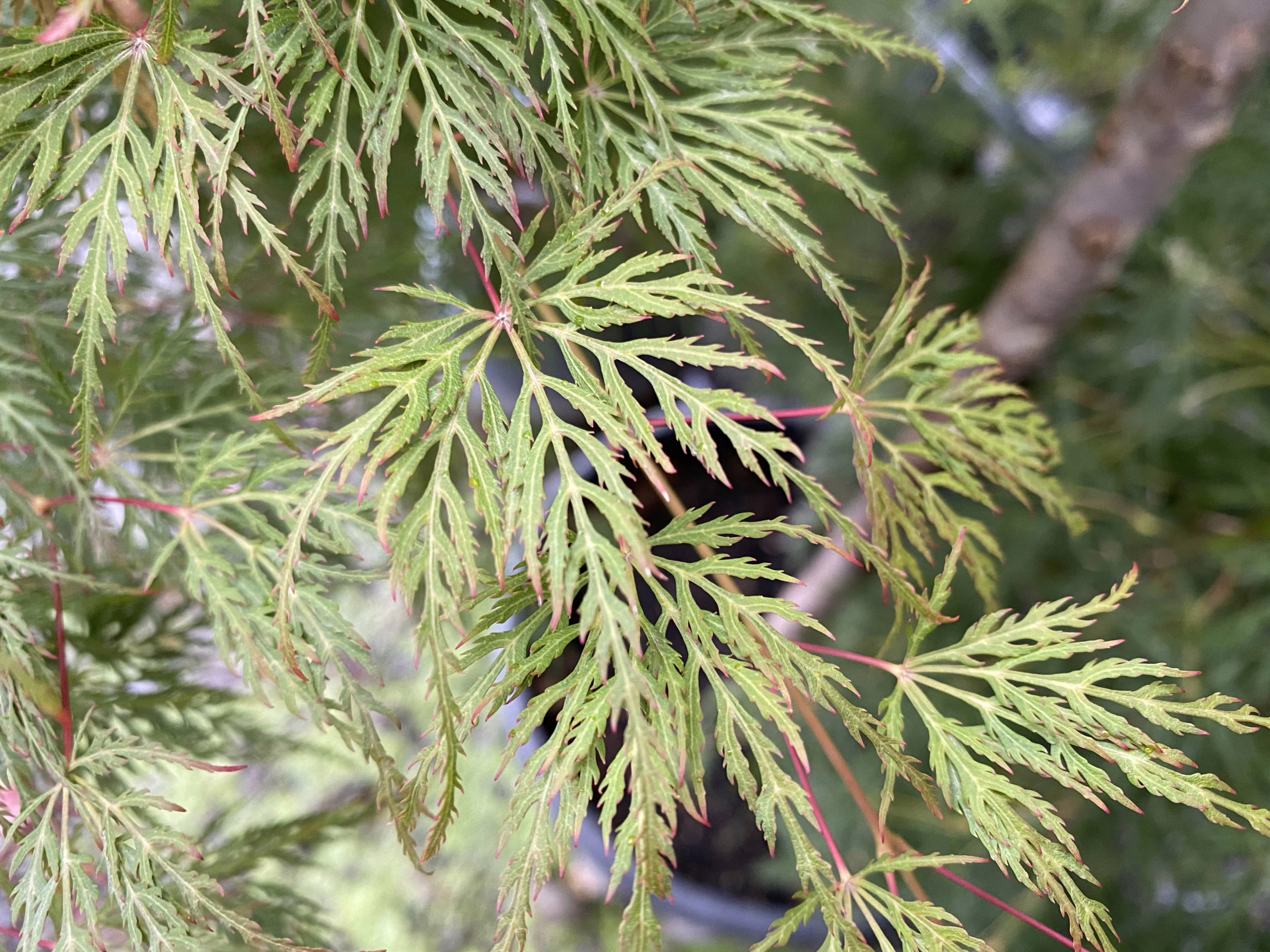 Acer palmatum var. dissectum 'Emerald Lace' 4 Acer palmatum var. dissectum 'Emerald Lace' (Japanese Maple)} leaf.