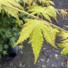 Acer palmatum 'Katsura' (Japanese Maple) yellow foliage