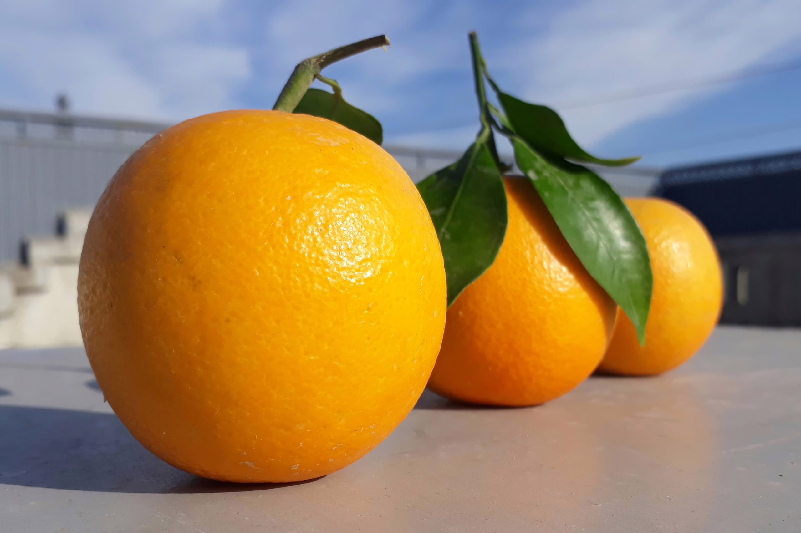 Three 'Fukumoto' citrus oranges in a row, vibrant orange color, with green leaves attached to one, against a bright sky