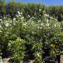 Potted Rosa ‘Iceberg’ plants bursting with white blooms. Ready for your garden!