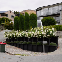Rosa ‘Iceberg’ standard bushes in a row, showcasing abundant white blooms in a raised black planter box. Evergreen trees stand tall behind the flowering bushes.